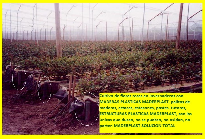 hidroponía manual cultivos hidropónicos flores hidropónicas cultivo tecnificado flor de corte bajo invernadero cultivos hidropónico tecnificado plásticos maderplast bandejas camas recipiente 07 hidroponía manual cultivos hidropónicos flores hidropónicas cultivo tecnificado flor de corte bajo invernadero cultivos hidropónico tecnificado plásticos maderplast bandejas camas recipiente 07